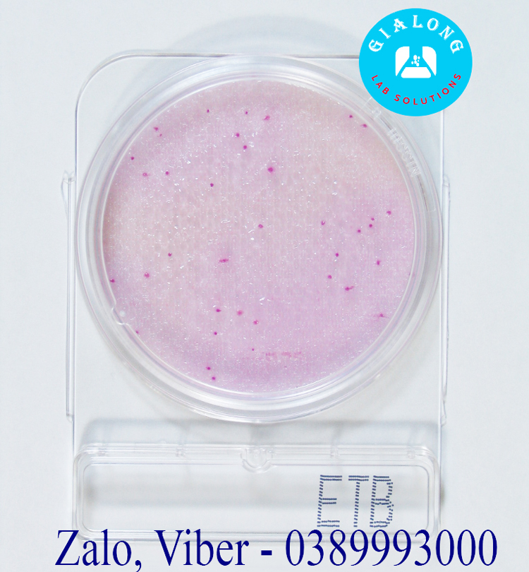 ĐĨA COMPACT DRY KIỂM TRA ENTEROBACTERIACEAE
