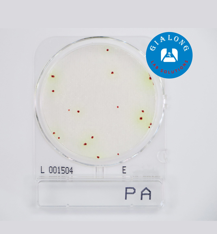 Đĩa Compact Dry Kiểm Tra Pseudomonas Aeruginosa