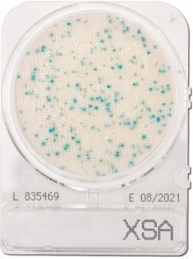 ĐĨA COMPACT DRY KIỂM TRA STAPHYLOCOCCUS AUREUS - XSA  