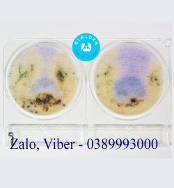 Đĩa Compact Dry Kiểm Tra Salmonella